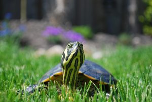 My Pet Tortoise