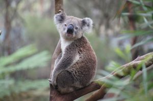 koala tree