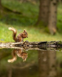 red squirrel