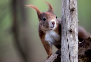 red squirrel