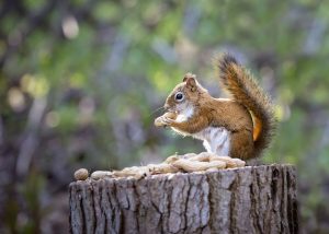 red squirrel eating nuts