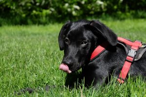 Why do dogs have wet noses?