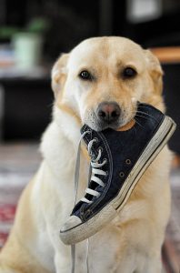 Why do dogs have wet noses?