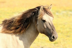 Is a zebra a horse?