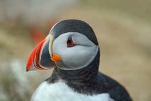 Puffins colourful beak. Puffins nickname 'Sea Parrot'