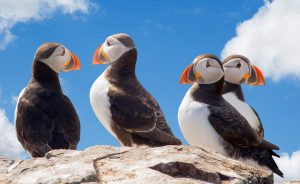Puffins on land. Spring and Summer. Breeding. 