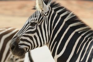 zebra stripes