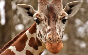 Why do giraffes have long necks?