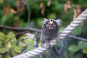 Marmoset Monkey