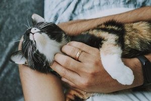 Pet cat