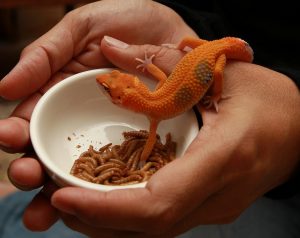 Pet Lizard