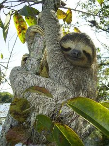 Slow Sloth