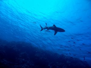 Can sharks swim backwards?