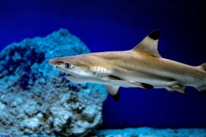 Shark Fin