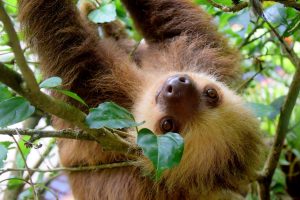 Slow Sloth