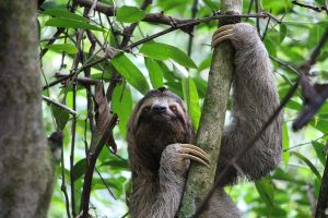 Slow Sloth