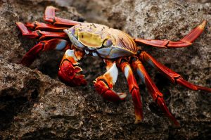 crab walking sideways