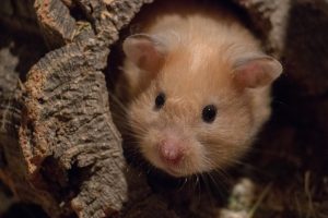 Hamster Den