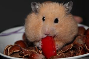 Golden Hamster eating food