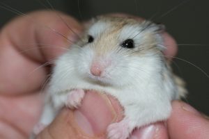 Handling your hamster.