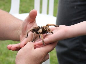 pet spider