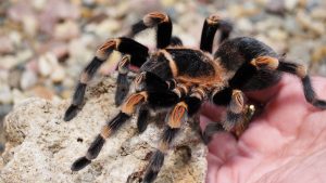 pet spider