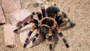 pet spider