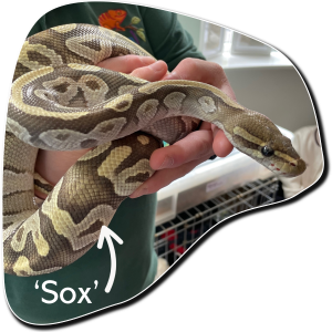 snakes recognise owners