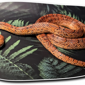 snakes recognise owners