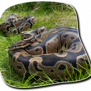 snakes recognise owners