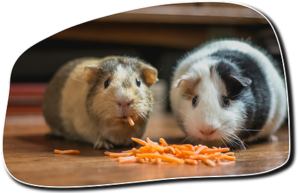 curious guinea pigs