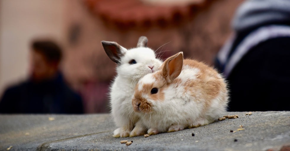 cute rabbits hugging each other