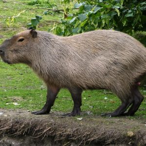 capybara
