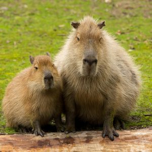 capybara