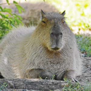 capybara