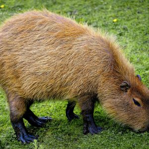 capybara