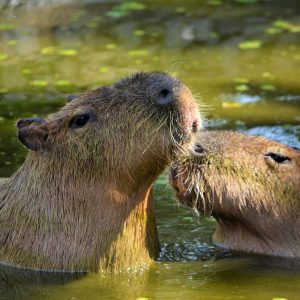 capybara