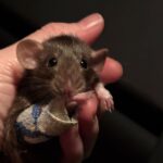 blog