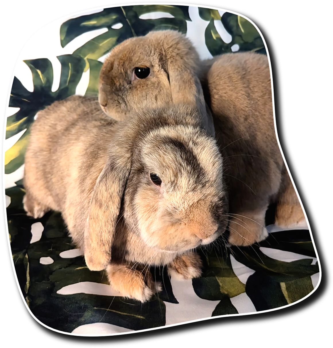 Meet our Animals
